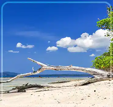 Elephant Beach